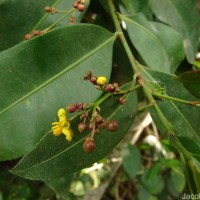 Campylospermum serratum (Gaertn.) Bittrich & M.C.E.Amaral